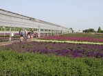 Open-Kwekerijdag-2022-greenport-boskoop-hazerswoude-loeteweg-compierekade-79